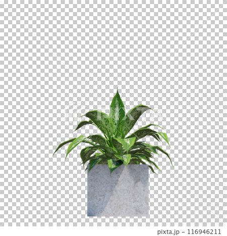 tropical plant pot green leaf white background 3d render illustration. plant tree houseplant botanical nature indoor garden decoration natural decoration flora. plants object isolated potted design. 116946211