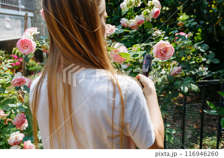 rear view of woman cutting the rose bush in the garden 116946260
