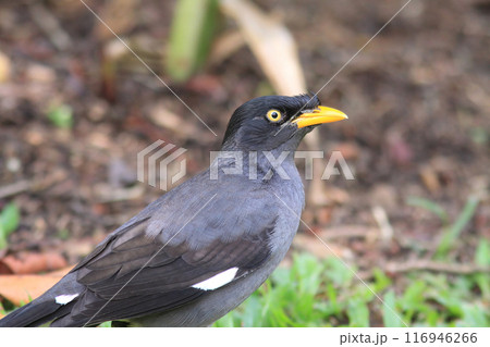 シンガポールで撮影したジャワハッカ シンガポールで撮影したジャワハッカ 116946266