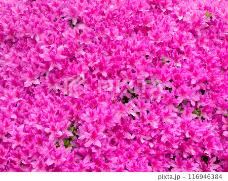 ツツジの花 ツツジの花 116946384
