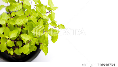 Fresh mint on white background. Fresh mint on white background. 116946734