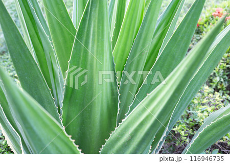 Agave plant in the garden. Furcraea fetida (L.) Agave plant in the garden. Furcraea fetida (L.) 116946735