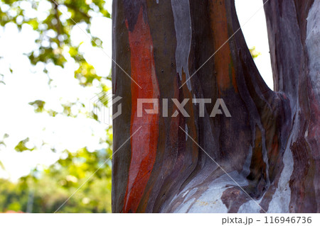 Textures patterns of eucalyptus tree. Colorful tree bark Textures patterns of eucalyptus tree. Colorful tree bark 116946736