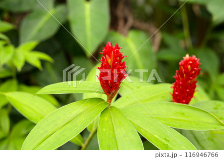 Indian head ginger, Costus speciosus Indian head ginger, Costus speciosus 116946766