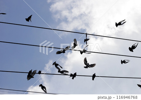 Silhouette birds with wire cable against blue sky 116946768