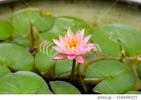 Beautiful waterlily or lotus flower with green leaves 116946925