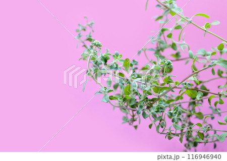 Fresh marjoram on pink background. 116946940