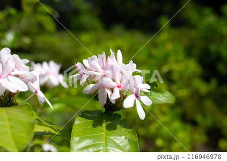 Kopsia fruticosa pink flower in the garden 116946978