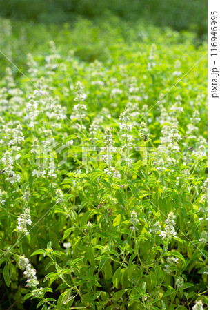 Lemon basil, Hoary basil, Hairy basil Lemon basil, Hoary basil, Hairy basil 116946995