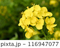 河川敷に咲く菜の花 116947077