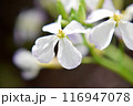 ハマダイコンの花 116947078