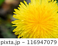 たんぽぽのクローズアップ 116947079