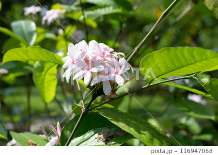 Kopsia fruticosa pink flower in the garden 116947088
