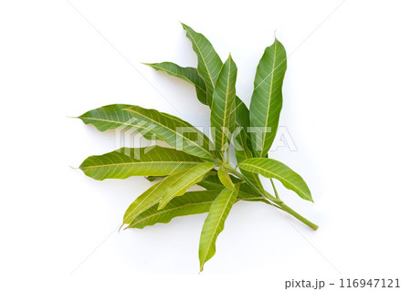Mango leaves on white background. 116947121