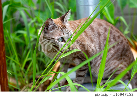 A cat in the garden A cat in the garden 116947152