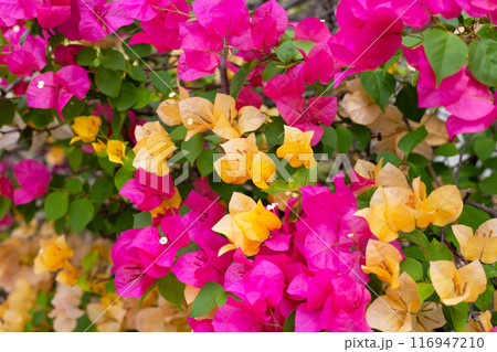 Beautiful bougainvillea flowers with green leaves 116947210