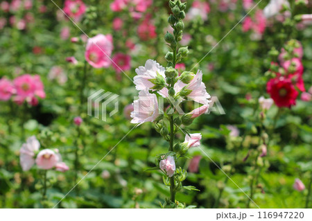 Beautiful pink hollyhock flower in the garden Beautiful pink hollyhock flower in the garden 116947220