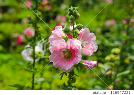 Beautiful pink hollyhock flower in the garden 116947221