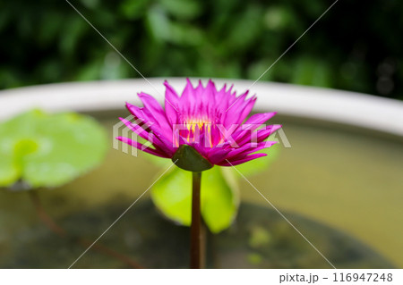 Beautiful waterlily or lotus flower with green leaves 116947248