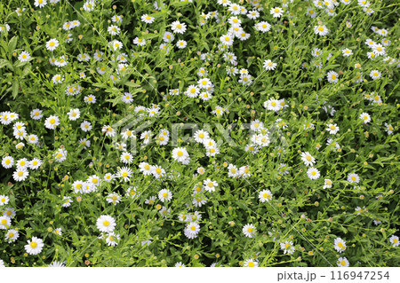 Marguerite white flower, Marguerite Daisy 116947254