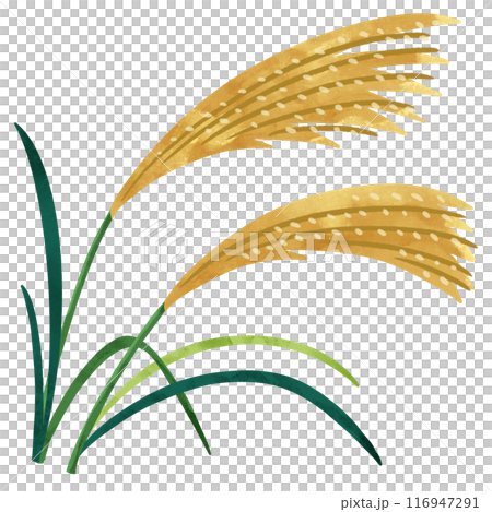 秋の七草 ススキの手描きイラストのイラスト素材 [116947291