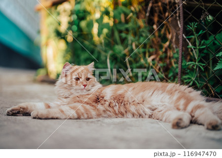 Beautiful portrait of orange or red cat lying on ground. Fluffy young pet,summer Beautiful portrait of orange or red cat lying on ground. Fluffy young pet,summer 116947470
