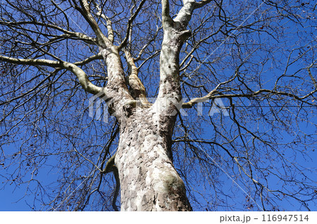 冬のニュージーランド風景 116947514