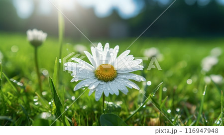 A daisy in the middle of a field of grass 116947948