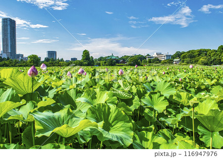 東京都　上野公園　不忍池　蓮の花 116947976