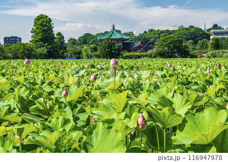 東京都 上野公園 不忍池 蓮の花 東京都 上野公園 不忍池 蓮の花 116947978