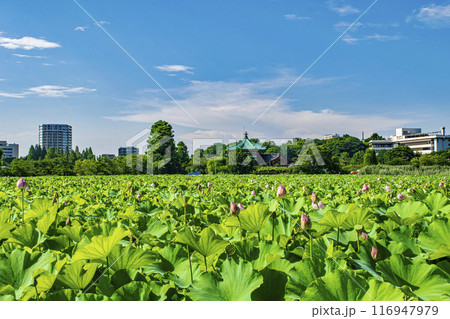 東京都　上野公園　不忍池　蓮の花 116947979