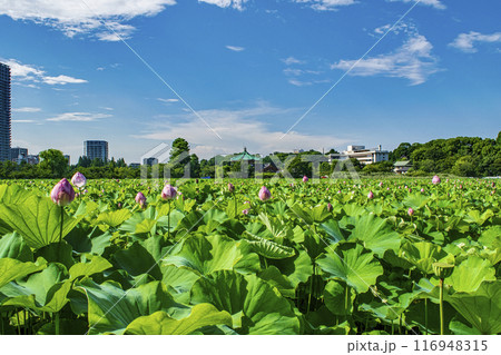東京都　上野公園　不忍池　蓮の花 116948315