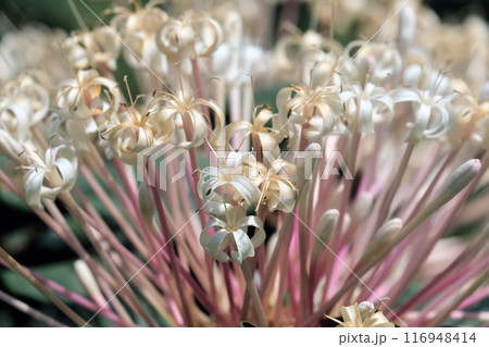 Blooming Bronze-leaved clerodendrum, or starburst bush (lat.- Clerodendrum quadriloculare) in the Ein Gedi Botanical Garden 116948414