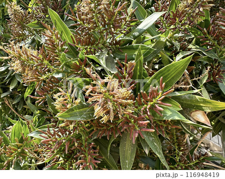 Blooming Corn Plant or Dracaena Massangeana (lat.- Dracaena fragrans) in the Ein Gedi Botanical Garden 116948419