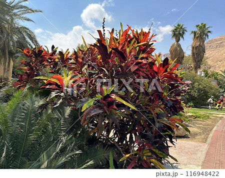 Decorative evergreen shrub Croton or Orange Jessamine (lat.- Codiaeum variegatum) in the Ein Gedi Botanical Garden Decorative evergreen shrub Croton or Orange Jessamine (lat.- Codiaeum variegatum) in the Ein Gedi Botanical Garden 116948422