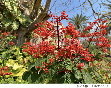 Blooming Java glorybower (lat.- Clerodendrum speciosissimum) in the Ein Gedi Botanical Garden Blooming Java glorybower (lat.- Clerodendrum speciosissimum) in the Ein Gedi Botanical Garden 116948423