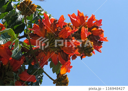 Blooming African tuliptree, fountain tree (lat.- Spathodea campanulata) in the Ein Gedi Botanical Garden 116948427