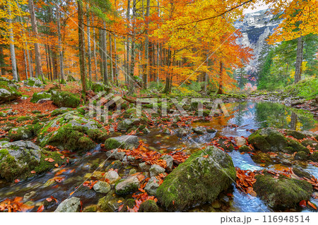 Captivating autumn scene near Hinterer Langbathsee lake. Captivating autumn scene near Hinterer Langbathsee lake. 116948514