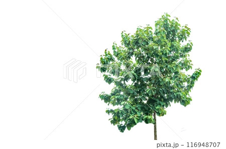 A cut-out of a teak tree on a white background with clipping paths. 116948707