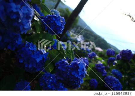雨上がりに雫を花びらに乗せて美しく輝く紫陽花の花たち 雨上がりに雫を花びらに乗せて美しく輝く紫陽花の花たち 116948937