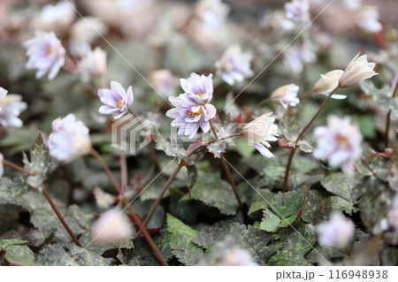 優雅　ユキワリイチゲの花 116948938