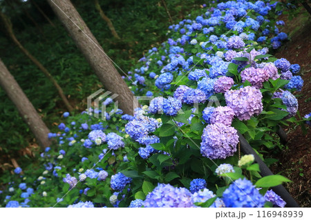 雨上がりに雫を花びらに乗せて美しく輝く紫陽花の花たち 116948939