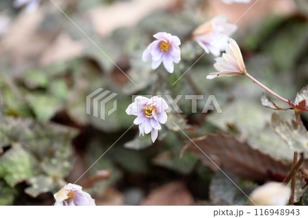 優雅　ユキワリイチゲの花 116948943