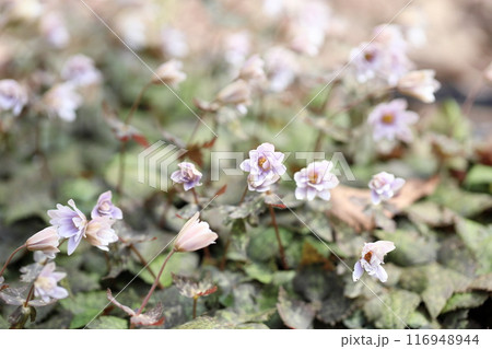 優雅 ユキワリイチゲの花 優雅 ユキワリイチゲの花 116948944