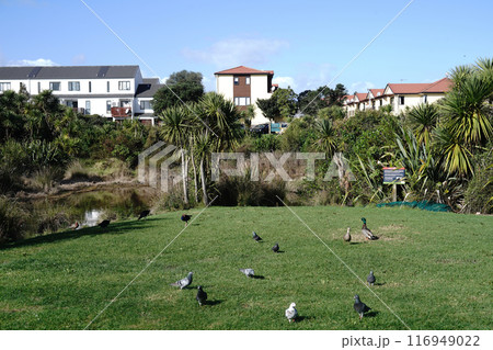 ニュージーランド住宅地内の公園 116949022