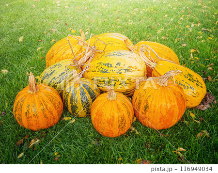 Ripe orange pumpkins on a background of green grass. Halloween Ripe orange pumpkins on a background of green grass. Halloween 116949034