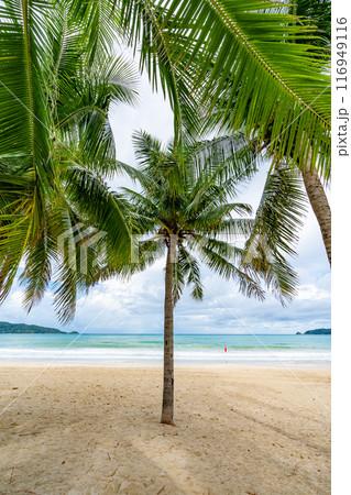 Summer background of Coconut Palm trees on white sandy beach Landscape nature view Romantic ocean bay with blue water and clear blue sky over sea at Phuket island Thailand. 116949116