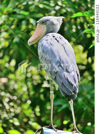 じっとたたずむハシビロコウ 116949183