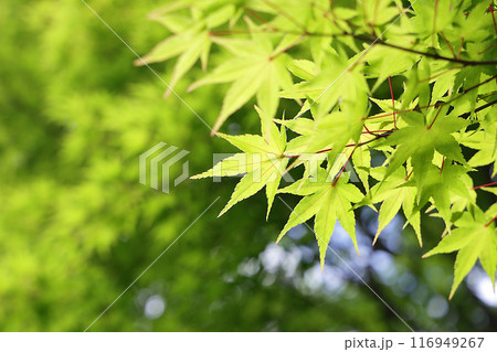 新緑のもみじ 116949267