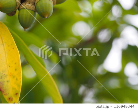 マテバシイの未熟果のアップ 116949344